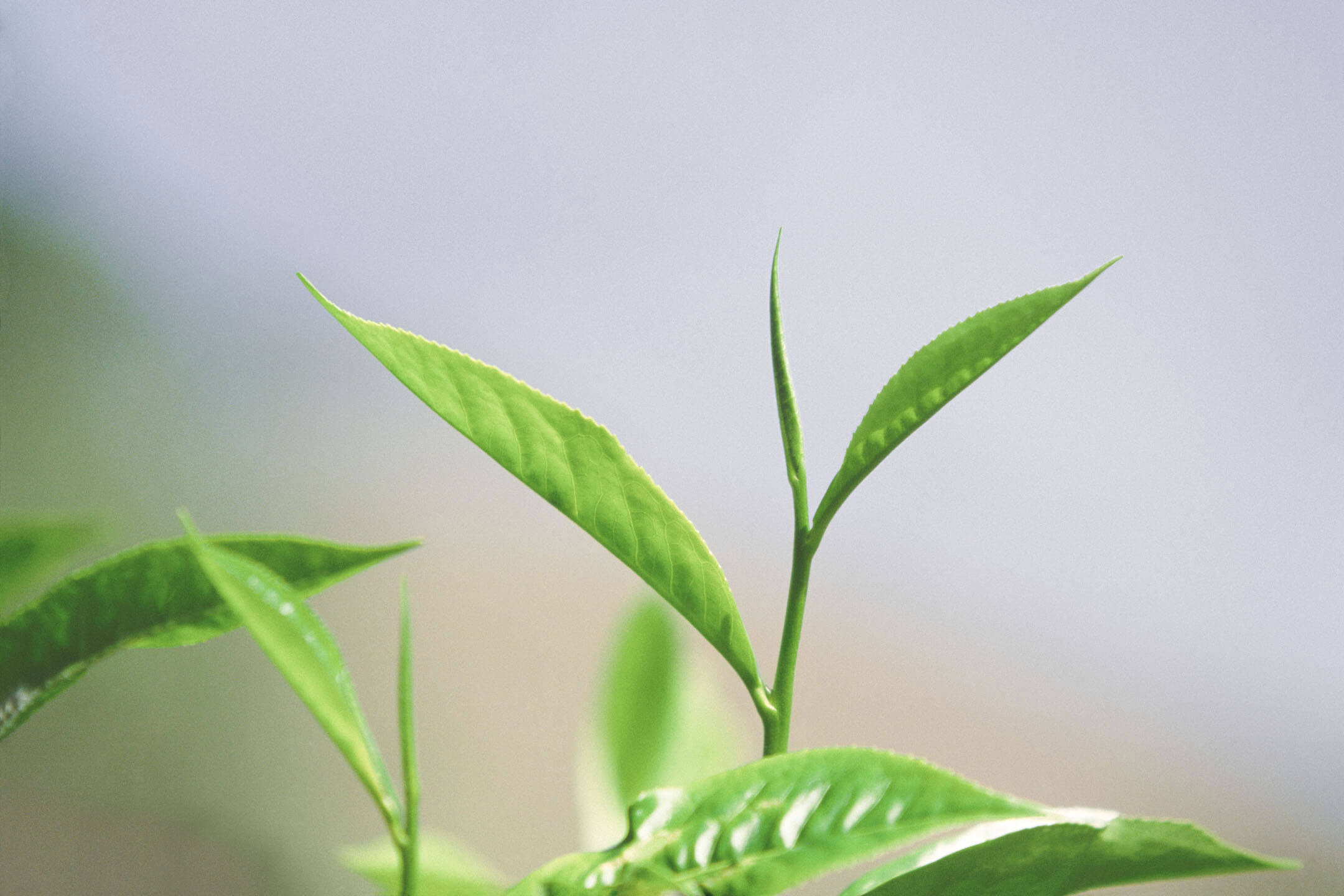 Two leaves and a bud